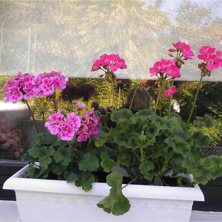 Doma Etxea Donostia-san Sebastian Ess02683 *